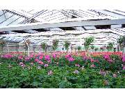 Gärtnerei Übelhack - GALLERY