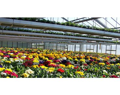 Gärtnerei Übelhack - GALLERY