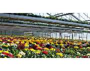 Gärtnerei Übelhack - GALLERY