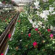 Gärtnerei und Blumenladen Bichl - GALLERY