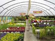 Gärtnerei Weinberger - GALLERY