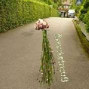 Gärtnerei Zimmermann FLORALE SCHMIEDE e.k. - Inh. Sven KORNHERR - GALLERY