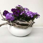 Gärtnereien Koch & Christmann - Grabpflege, Blumen + Gartengestaltung - GALLERY