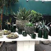 Gärtnereien Koch & Christmann - Grabpflege, Blumen + Gartengestaltung - GALLERY