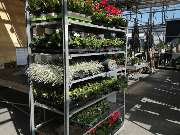 Gärtnereien Koch & Christmann - Grabpflege, Blumen + Gartengestaltung - GALLERY