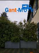 Gant-Move - GartenPflanzen.png