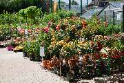 Garten-Center Kremer GmbH - GALLERY