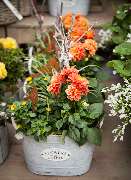 Garten-Center Kremer GmbH - GALLERY