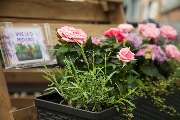 Garten-Center Kremer GmbH - GALLERY