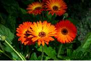 Garten-Center Spiering GmbH - GALLERY