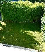 Garten-& Landschaftspflege Tobias Schwarz - c14e15e2-498f-4389-bf7a-6a4ac2752628.jpeg