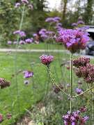 Garten SCHMEINK - GALLERY
