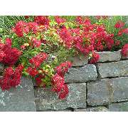 Garten Stahl GmbH - GALLERY