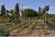 Garten- u. Landschaftsbau Luster - GALLERY