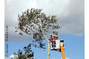 Garten- und Landschaftsbau Frank Serviceleistungen - GALLERY