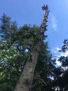 Garten- und Landschaftsbau Hans Ingenpass - Baum-Kletterarbeiten