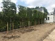 Garten- und Landschaftsbau Hans Ingenpass - Baumpflanzungen