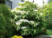 Garten- und Landschaftsbau Linie Grün - GALLERY