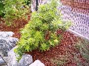 Garten und mehr - Jan Langhanki - GALLERY