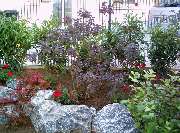 Garten und mehr - Jan Langhanki - GALLERY