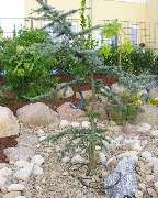 Garten und mehr - Jan Langhanki - GALLERY