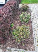 Gartenarbeiten Burkhardt - 2