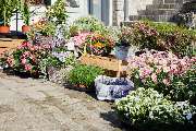 Gartenbau Drewes - 3