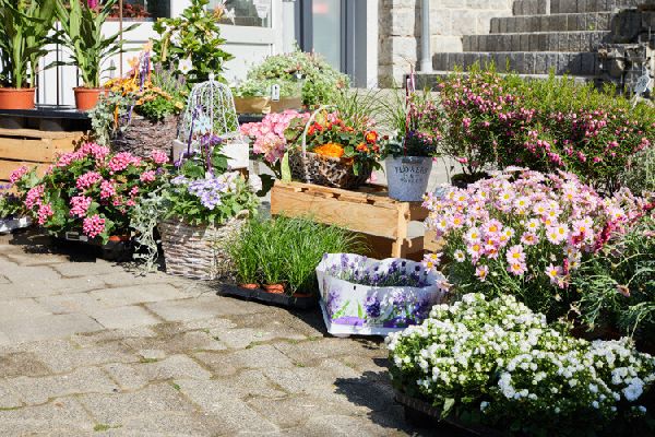 Gartenbau Drewes - 4