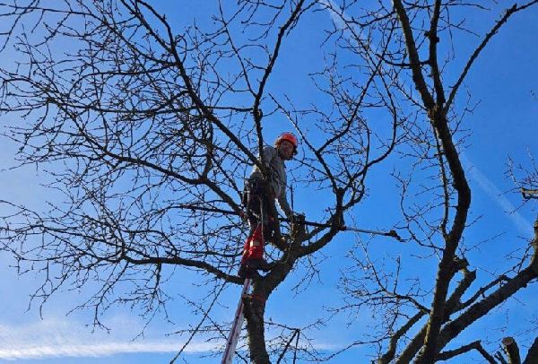 Gartenbau Joschko Wehmann - image0000011.jpg