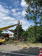 Gartenbau Schade - 7