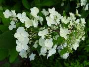 Gartenbaumschule Geiger GmbH - GALLERY