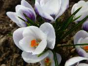 Gartenbaumschule Geiger GmbH - GALLERY