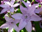 Gartenbaumschule Geiger GmbH - GALLERY