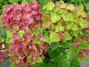 GartenBaumschule Geiger GmbH - GALLERY