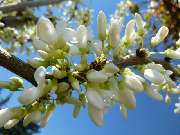 GartenBaumschule Geiger GmbH - GALLERY