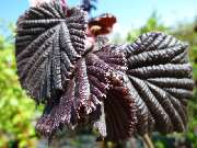 GartenBaumschule Geiger GmbH - GALLERY