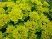 GartenBaumschule Geiger GmbH - GALLERY