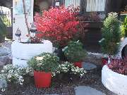 GartenBaumschule Kreiser - GALLERY