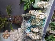 Gartencenter A-Z Velbert GmbH - 18