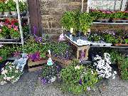 Gartencenter A-Z Velbert GmbH - 24