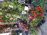 Gartencenter A-Z Velbert GmbH - 26