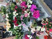 Gartencenter A-Z Velbert GmbH - 31