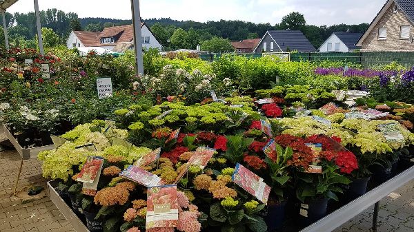 Gartencenter Kemper - GALLERY