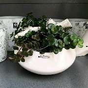 Gartencenter Kemper - GALLERY