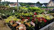 Gartencenter Kemper - GALLERY