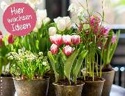 Gartencenter Lüske GmbH - GALLERY