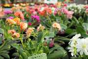 Gartencenter Lüske GmbH - GALLERY