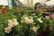 Gartencenter Lüske GmbH - GALLERY
