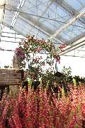 Gartencenter Lüske GmbH - GALLERY