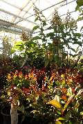 Gartencenter Lüske GmbH - GALLERY